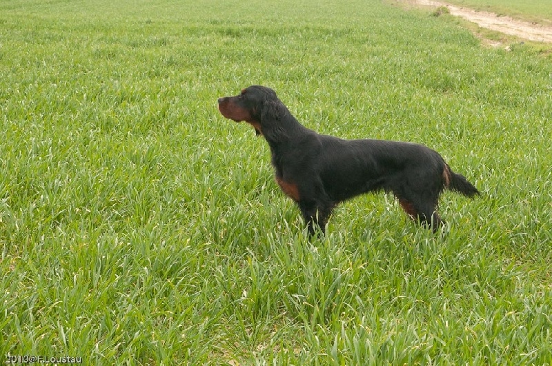 Daika De La Vallée Des Epinettes